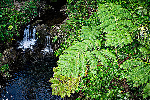 瀑布,树林,阿卡卡瀑布,阿卡卡瀑布州立公园,夏威夷大岛,夏威夷,美国