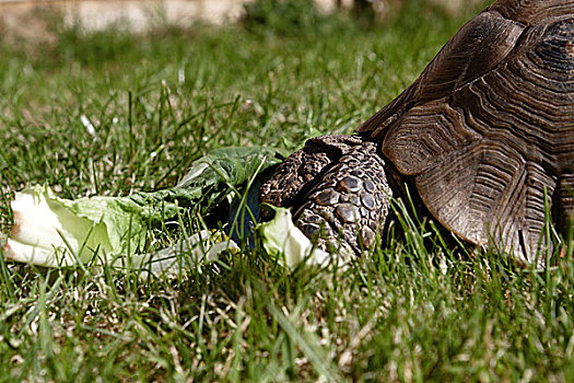 龟,午餐