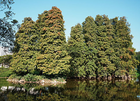 羊城广州天河公园初冬里的水杉逐渐变黄