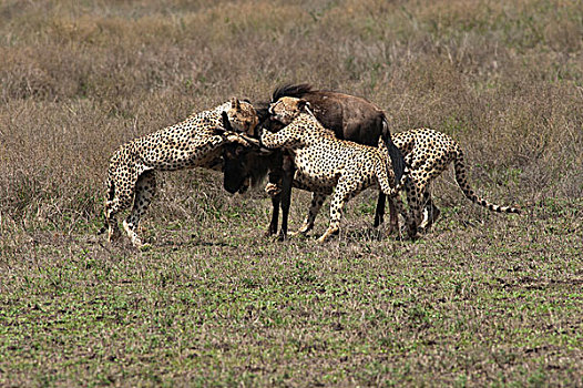 印度豹,猎豹,蓝角马,角马,恩戈罗恩戈罗,保护区,坦桑尼亚,次序