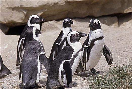 非洲企鹅,站立,黑脚企鹅
