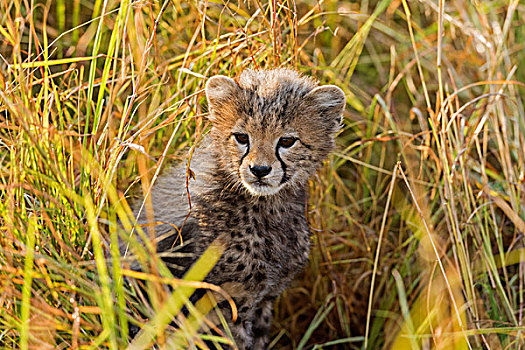 印度豹,猎豹,小猎豹,坐,草,马赛马拉国家保护区,肯尼亚,非洲