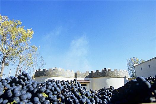 酿红酒用葡萄,葡萄酒厂,罗马尼亚