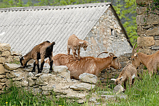山羊,牧群,放牧,奥德萨国家公园,西班牙