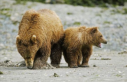棕熊,雌性,幼仔,觅食,阿拉斯加