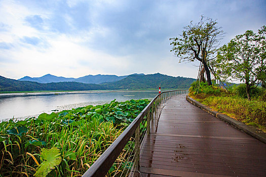 栏杆,木栈道,栈桥,道路