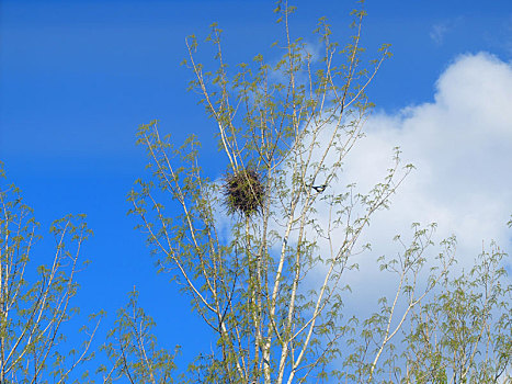蓝天白云下的喜鹊巢