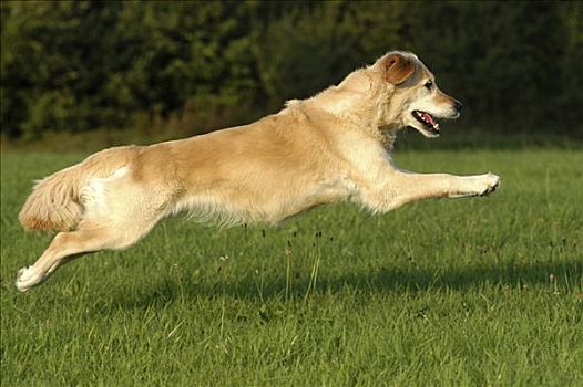 金毛猎犬,母狗,跳跃