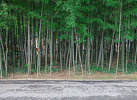 道路边竹林