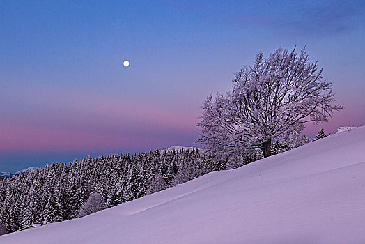 风景,积雪,树,黎明,冬天,特兰迪诺,意大利