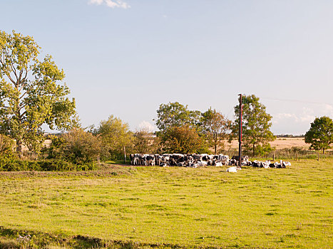 群,乳牛场,母牛,等待,大门,草场,晴天,地点