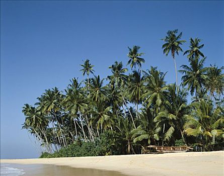 希卡杜瓦,海滩,海洋,沙子,棕榈树,斯里兰卡