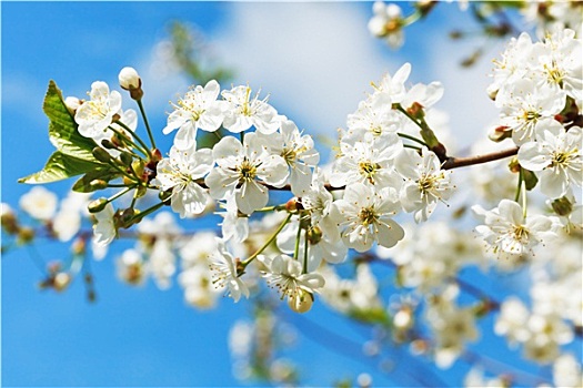 细枝,樱花,白色