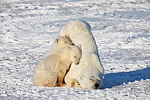 北极熊,母兽,幼兽,睡觉,曼尼托巴,加拿大