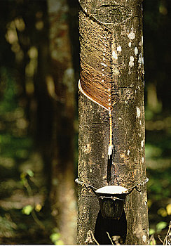 收获,橡胶,橡胶树,兰卡威,马来西亚