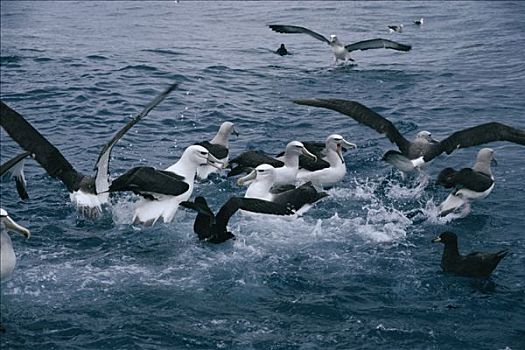 漂泊信天翁,海燕类,海鸥,新西兰