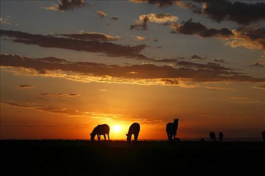 斑马,马,日落,马赛马拉国家保护区,肯尼亚