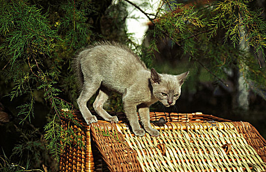 丁香,缅甸,家猫,小猫,防卫姿势