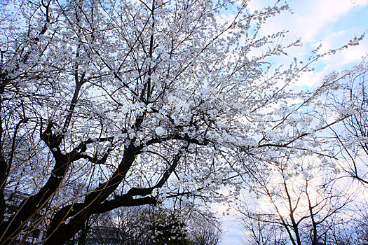 munich慕尼黑olympia,park