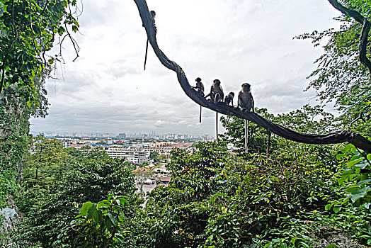 吉隆坡黑风洞山上的猴子