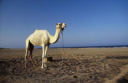 骆驼,单峰骆驼,哺乳动物,海洋,埃及,非洲,动物