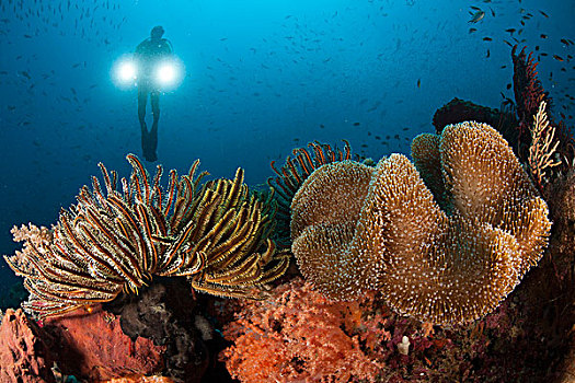 潜水,蘑菇,皮革,珊瑚,海百合,相似,灯