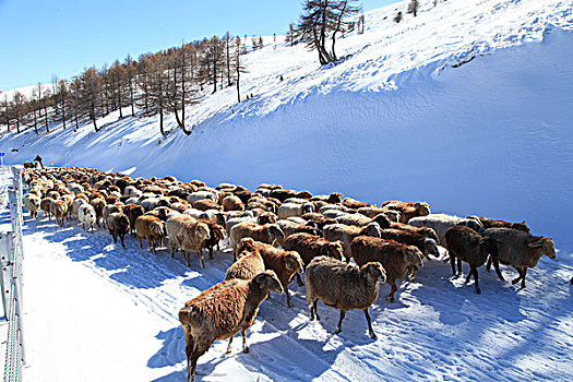 天山雪韵