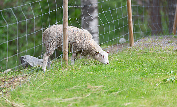 绵羊,吃草,栅栏