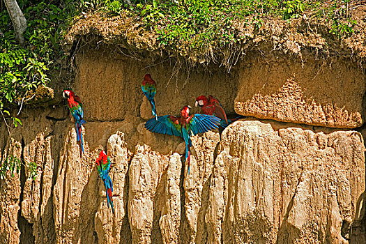 金刚鹦鹉,绿翅金刚鹦鹉,群,吃,粘土,悬崖,秘鲁