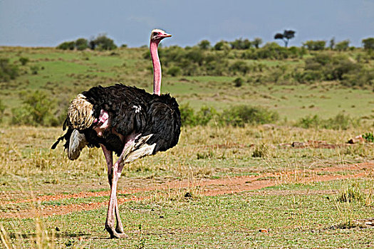 雄性,鸵鸟,鸵鸟属,骆驼,马赛马拉,肯尼亚