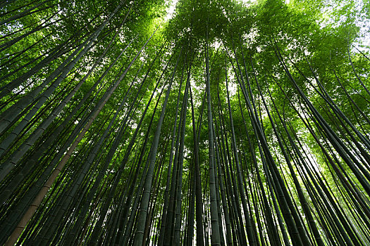 绿色,竹子,京都