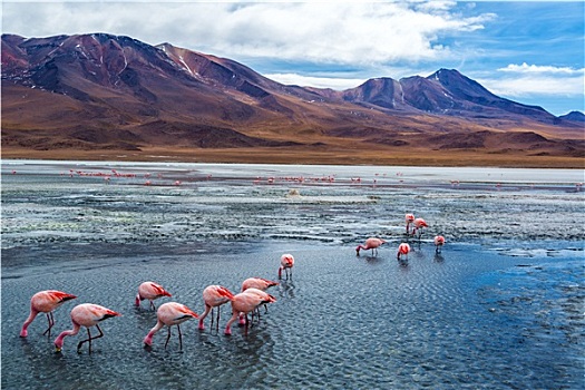 粉红火烈鸟,玻利维亚