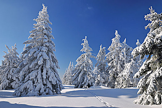 雪,遮盖,针叶树,树,格罗塞尔,图林根州,德国