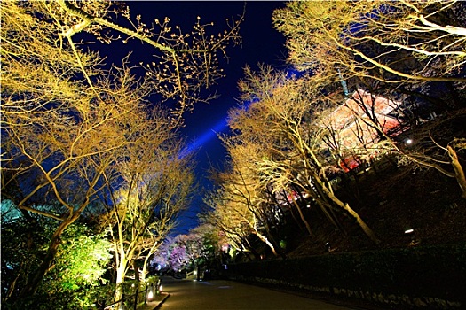 日本寺庙,樱花,树,夜晚