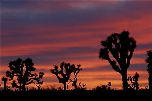 剪影,约书亚树,短叶丝兰,红色,云,黄昏,约书亚树国家公园,加利福尼亚