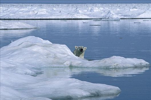 北极熊,冰山,加拿大