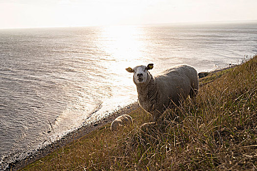 绵羊,厄兰德,南方,瑞典