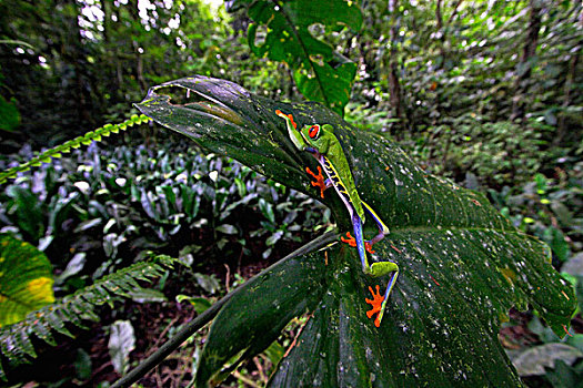 红眼树蛙,低地,树林,哥斯达黎加