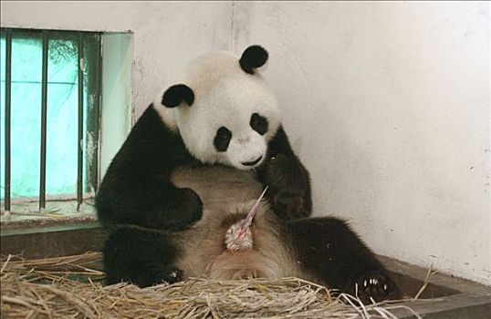 大熊猫,舔,吃,出生,普通,动作,中国,研究中心,卧龙自然保护区