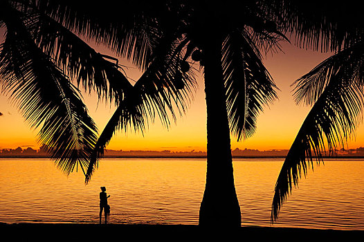 日落,海滩,棕榈树,毛里求斯,非洲