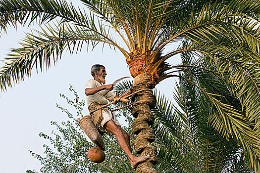 果汁,收集,树皮,顶端,系,土,容器,仰视,孟加拉,一月,2009年