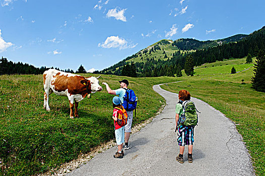 远足者,母牛,山,草场,路线,区域,上巴伐利亚,巴伐利亚,德国,欧洲