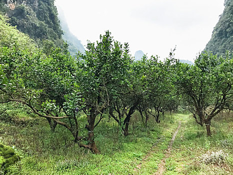 果园,靠近,喀斯特地貌,山,阳朔