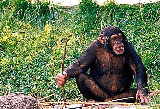 黑猩猩,棍,工具,可爱,俘获,类人猿