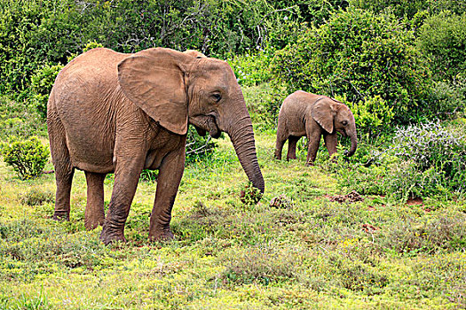 非洲象,觅食,幼兽,阿多大象国家公园,东开普省,南非,非洲