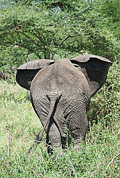 非洲象,后视图,灌木,尾部,塞伦盖蒂国家公园,坦桑尼亚,东非,非洲