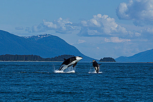 雌性,逆戟鲸,幼兽,鲸跃,运河,东南阿拉斯加,夏天