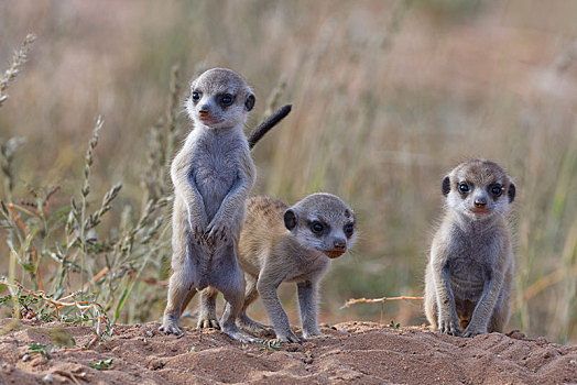猫鼬,细尾獴属,三个,幼兽,雄性,巢穴,警惕,卡拉哈迪大羚羊国家公园,北开普,南非,非洲