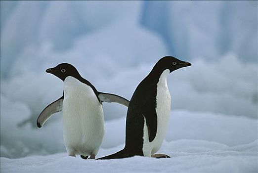 阿德利企鹅,一对,浮冰,保利特岛,南极