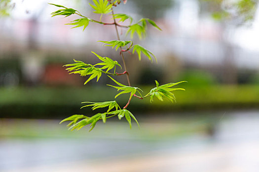 自然风景